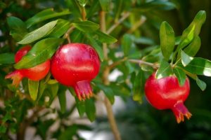 Pomegranate benefits