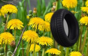 Dandelion rubber