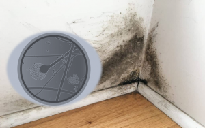 How to lower risk of black fungus infection