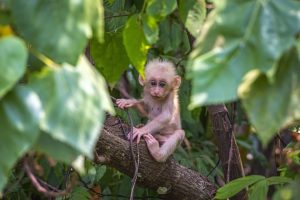 China monkey virus