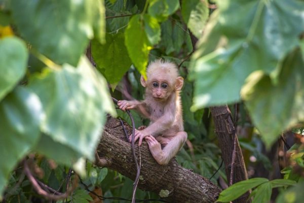 China monkey virus