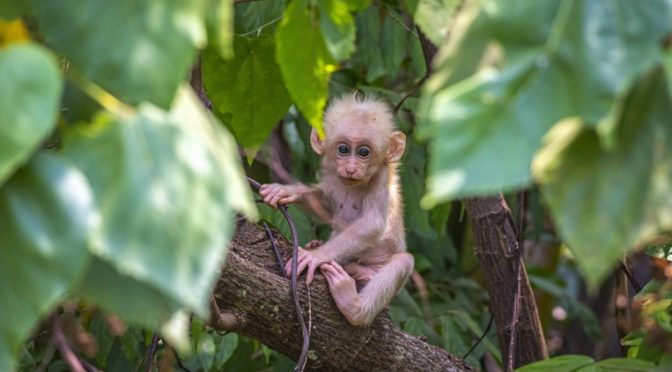 China monkey virus