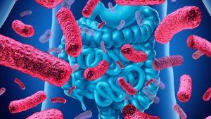 Gut bacteria