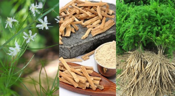 Benefits of Shatavari