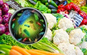 Listeria foodborne pathogen