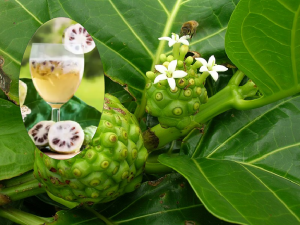 Benefits of Amrit noni juice