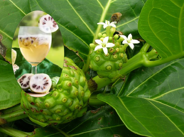 Benefits of Amrit noni juice
