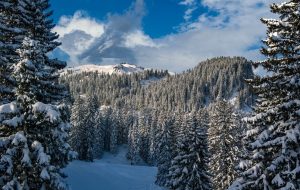 A Real Christmas Tree and Health Benefit