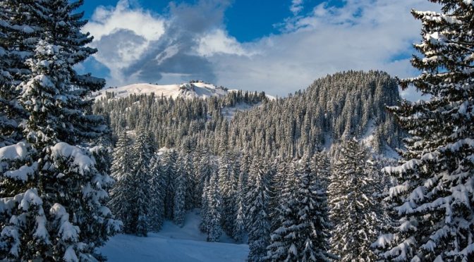 A Real Christmas Tree and Health Benefit