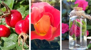 Rose twenty health benefits