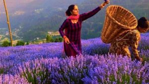 Purple revolution