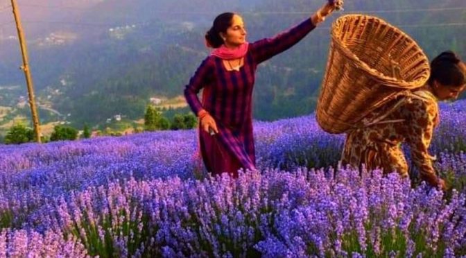 Purple revolution