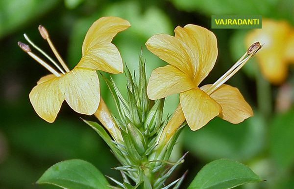 Vajradanti benefits