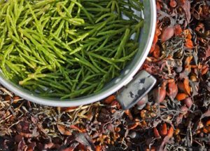 Real benefits of consuming Salicornia
