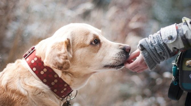 Feeding pets