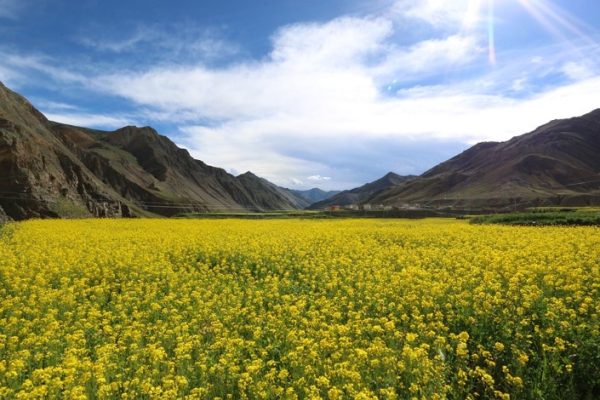 GM mustard crop in India