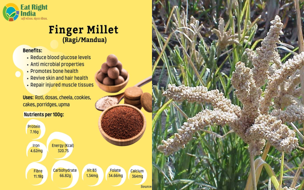 Finger Millet -Ragi