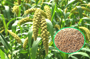 Foxtail millet