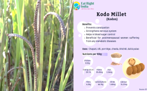 Kodo millet