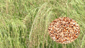 Little millet