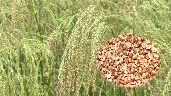 Little millet
