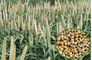 Pearl millet- Bajra
