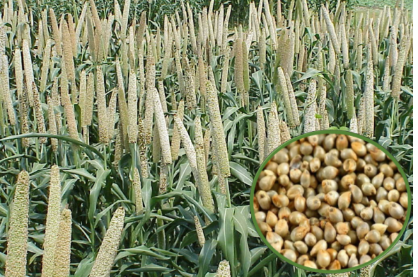 Pearl millet- Bajra
