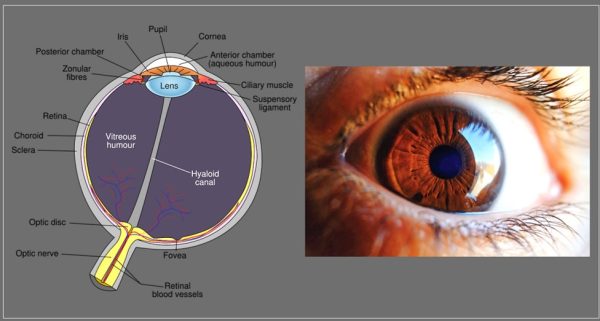 Retinal detachment