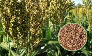 Sorghum Jowar