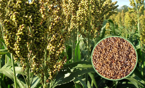 Sorghum Jowar