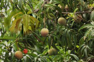Mango leaves benefits