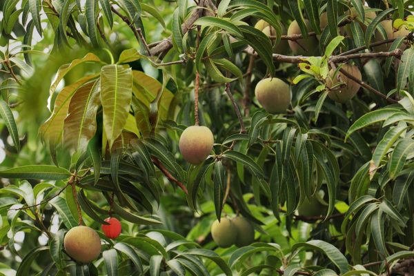 Mango leaves benefits