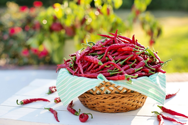 Cayenne pepper in carrier oil