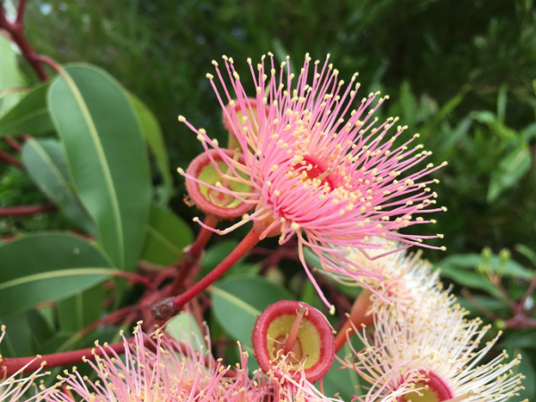 Eucalyptus oil with sesame or olive oil