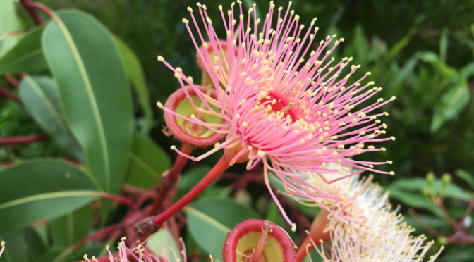 Eucalyptus oil with sesame or olive oil
