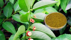 Vitamin plant leaves chutney powder