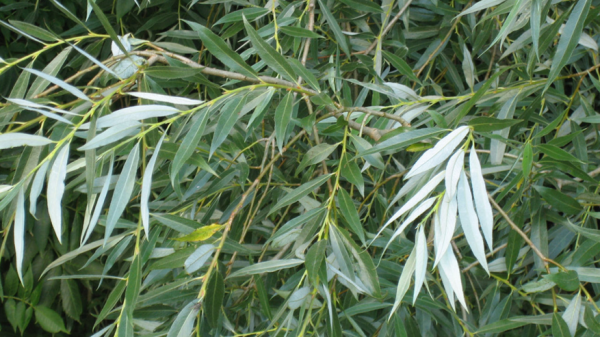 Aspirin For Pain and Fever from Willow Tree