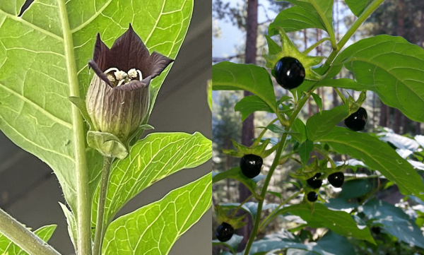 Atropine For Poisoning from Nightshade Plant