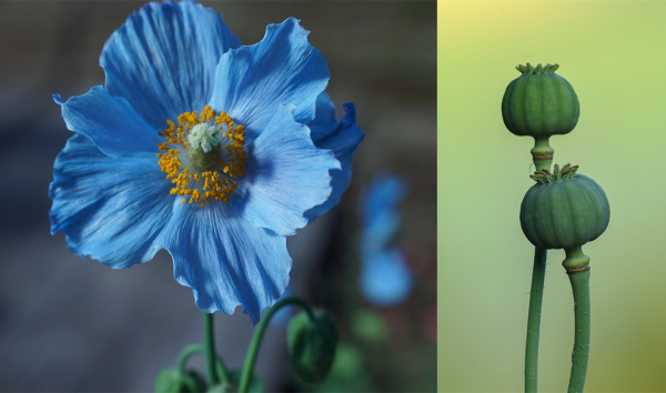 Morphine For Pain Relief from Poppy