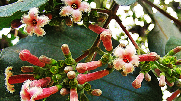 Quinine Antimalarial Drug from Cinchona