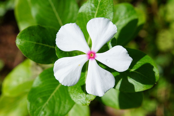 Vinblastine and Vincristine for Cancer from Vinca