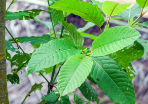 Yohimbine for Erectile Disfunction from Corynanthe yohimbe
