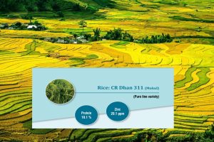 Biofortified seeds