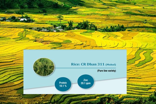 Biofortified seeds