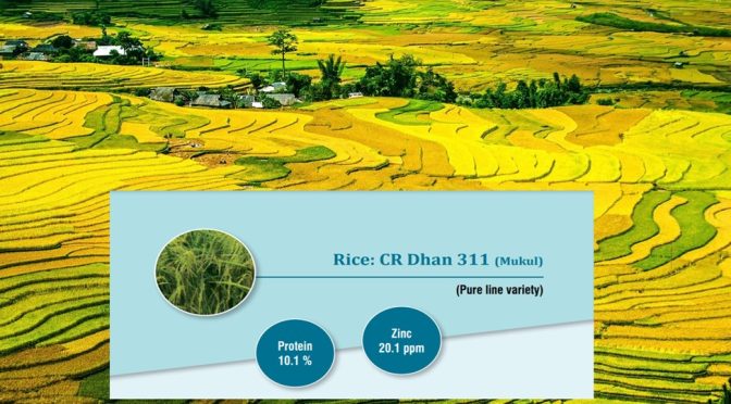Biofortified seeds