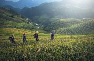 Women in Agriculture in India