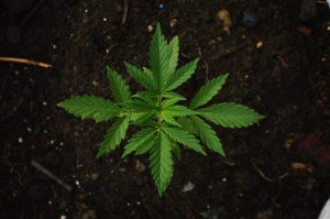 CBD Tea benefits