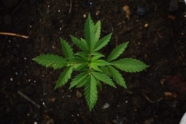 CBD Tea benefits