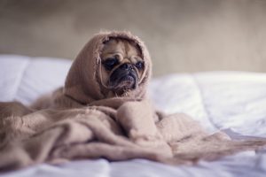 Ways to control fleas