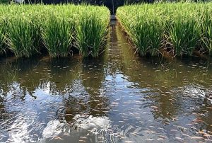 Paddy-fish culture